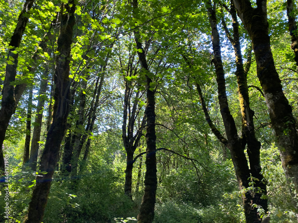 Western Oregon Forest Landscapes Western Oregon Forest Landscapes
