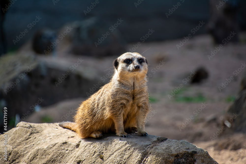 Fototapeta premium A Meerkat sitting on a rock.