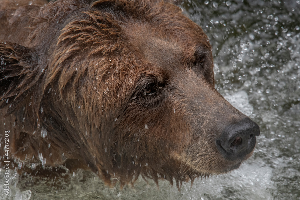 Obraz premium Brown Bear Face Closeup