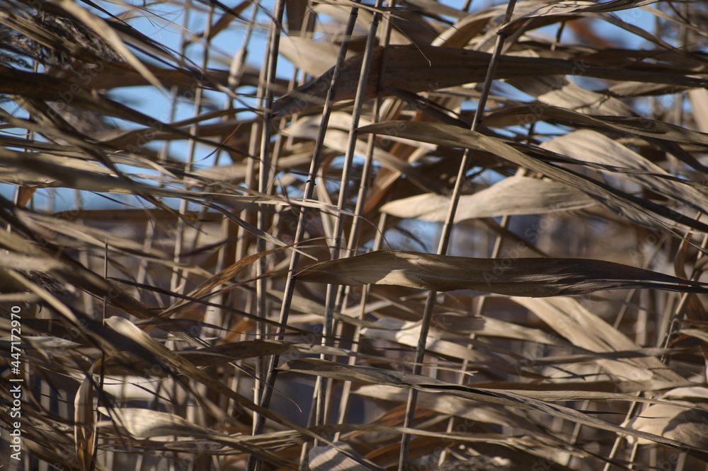 Dry reed plants blowing in the wind, used for thatched roofs, abstract background texture, nature concept, selected focus Dry reed plants blowing in the wind, used for thatched roofs, abstract background texture, nature concept, selected focus
