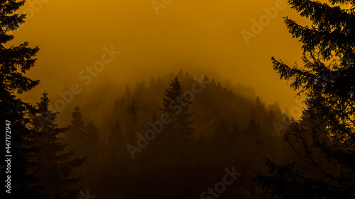 Mountain forests covered with clouds, foggy yellowish air photo