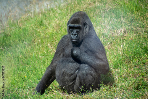 A Western lowland gorilla sitting on grass in Summer. © Ross