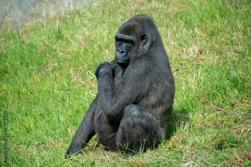 A Western lowland gorilla sitting in grass. © Ross