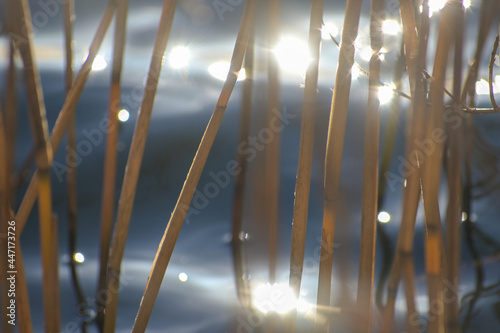 Golden reed stalks in blue sea water are moving in the wind, abstract nature background with motion blur, copy space, selected focus