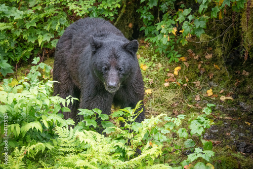 Black Bear, Anan Creek, Alaska © Betty Sederquist