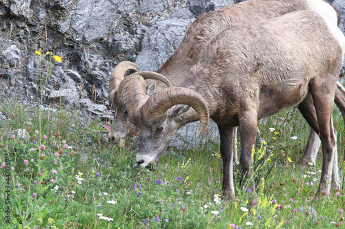 Closeup of bighorn sheep in a grassy meadow