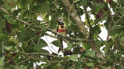 Fiery Billed Aricari Toucan perched on branch of tree in Talamanca mountain forest in southern Costa Rica.