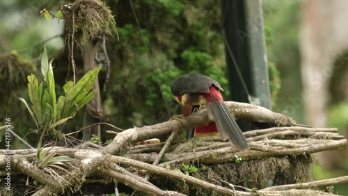 2 Fiery Billed Aricaris feeding on plaintains at bird feeder in southern Costa Rica