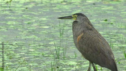 ECU profile Bare Throated Tiger heron waiting for prey wading in shallow lagoon in northern Costa Rica