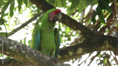 ECU Great Green Macaw perched on high branch in the Caribbean rainforest in Costa Rica