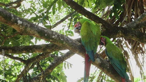 Pair of Great Green Macaws on branch eating forest almonds in Costa Rica.