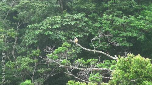 Laughing Falcon or Snake Hawk, wide shot perched on dead limb waiting for prey in the central Valley of Costa Rica. They're favorite food are snakes.