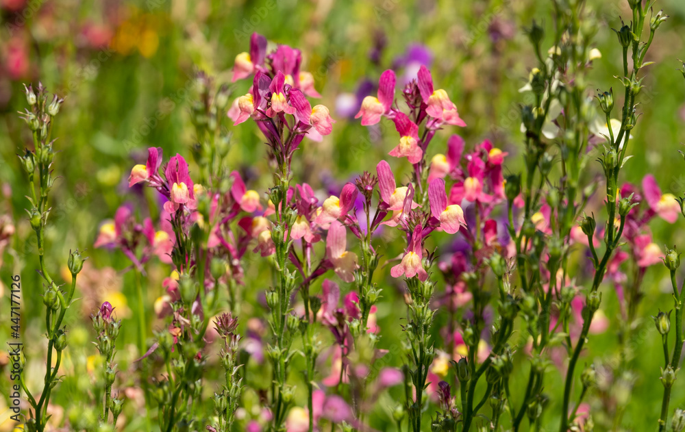 Colourful ornamental linaria maroccana flowers, also known as Northern Light, Fairy Bouquet and toadflax. The flower is native to Morocco. Photographed at a garden near Cromer in Norfolk, UK.