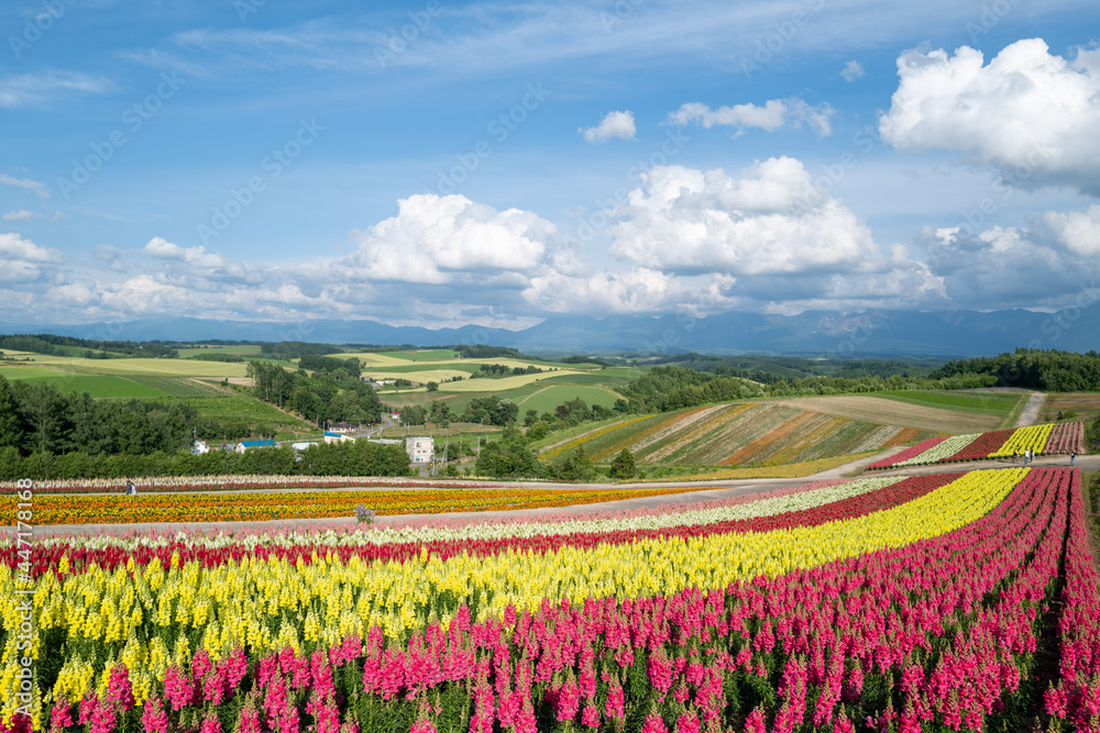 北海道の自然のある風景  Landscape with nature in Hokkaido 