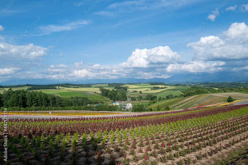 北海道の自然のある風景  Landscape with nature in Hokkaido 