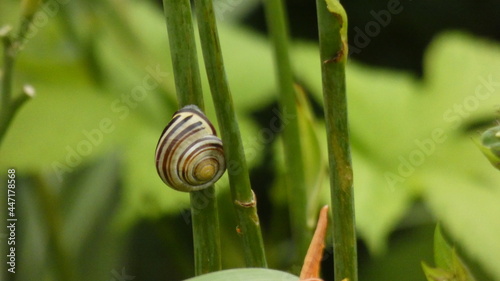 Snail on a Plant. 