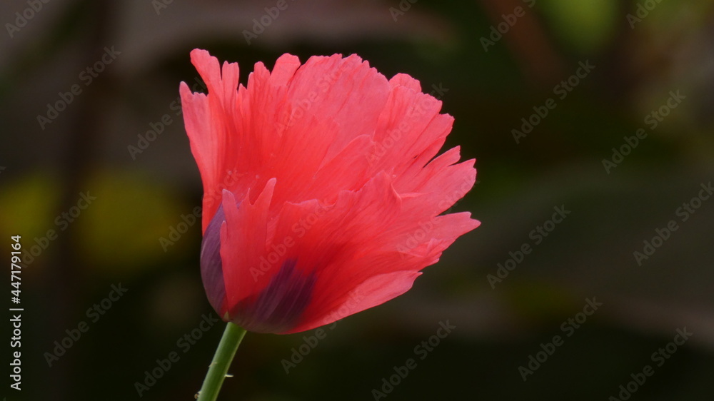 Fototapeta premium Red Flower close up.