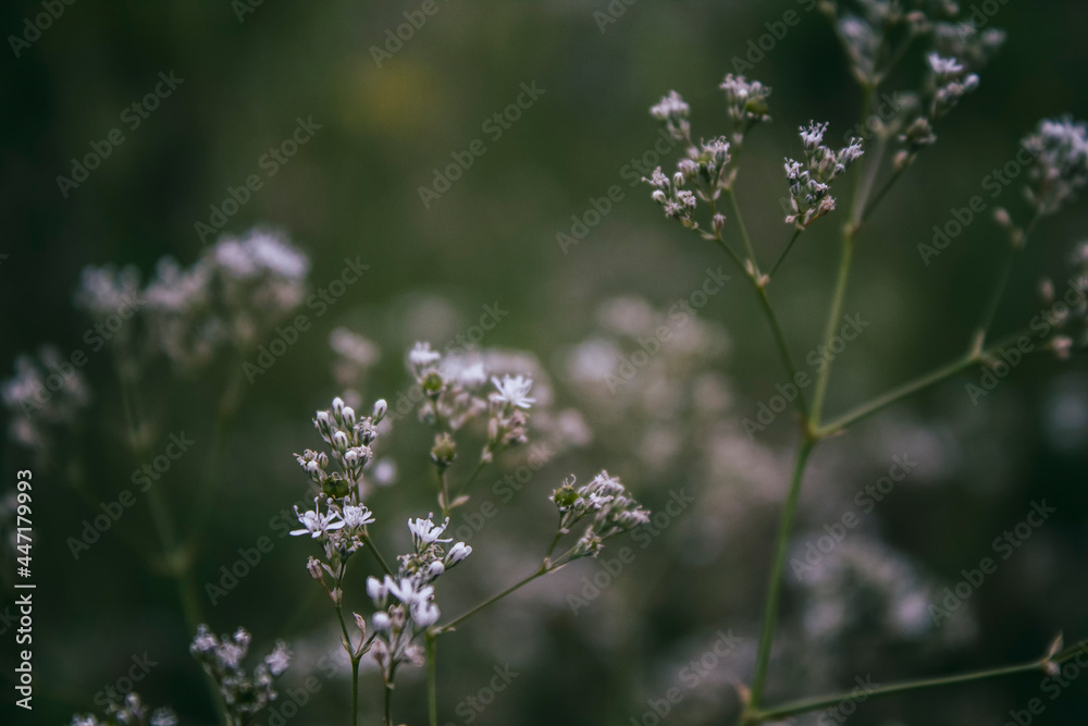 Beautiful field flowers. Nature background. Selective focus.