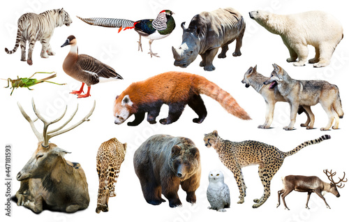 assortment of many kind of asian wild birds, reptiles and animals on white ba...