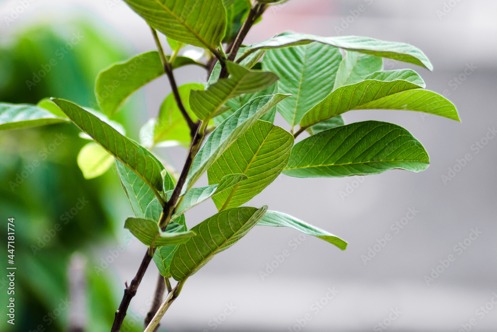 Obraz premium Guava tree branches and young leaves are green on a blurred background