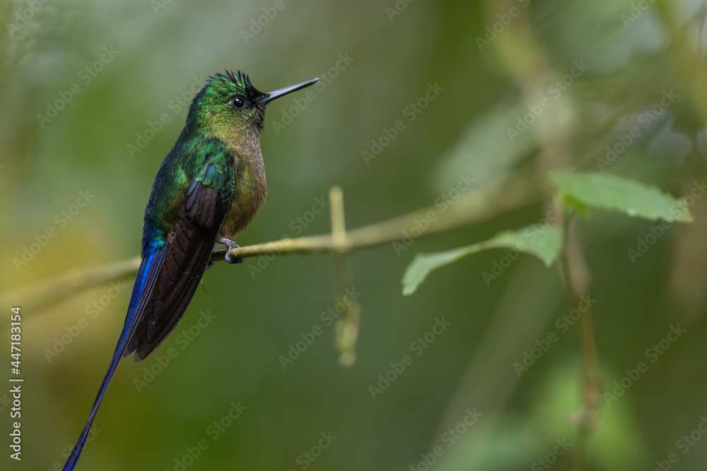 Langschwanzsylphe (Violet-tailed sylph) Pichincha, Ecuador Langschwanzsylphe (Violet-tailed sylph) Pichincha, Ecuador