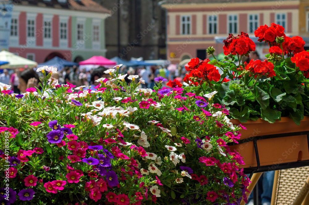 A colorful display of petunias and pelargonium in main square, Brasov, Romania