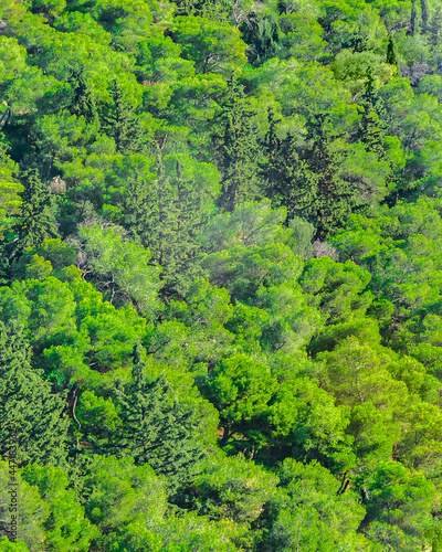 Leafy Landscape, Lycabettus Hill, Athens, Greece