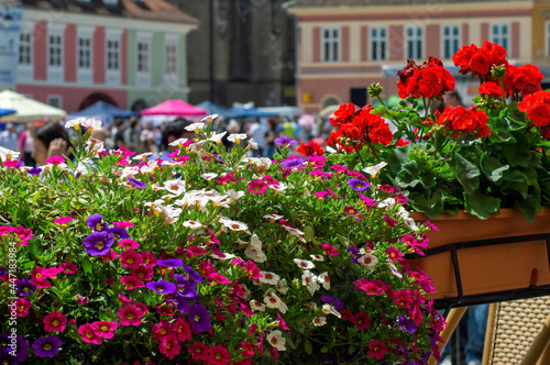 A colorful display of petunias and pelargonium in main square, Brasov, Romania