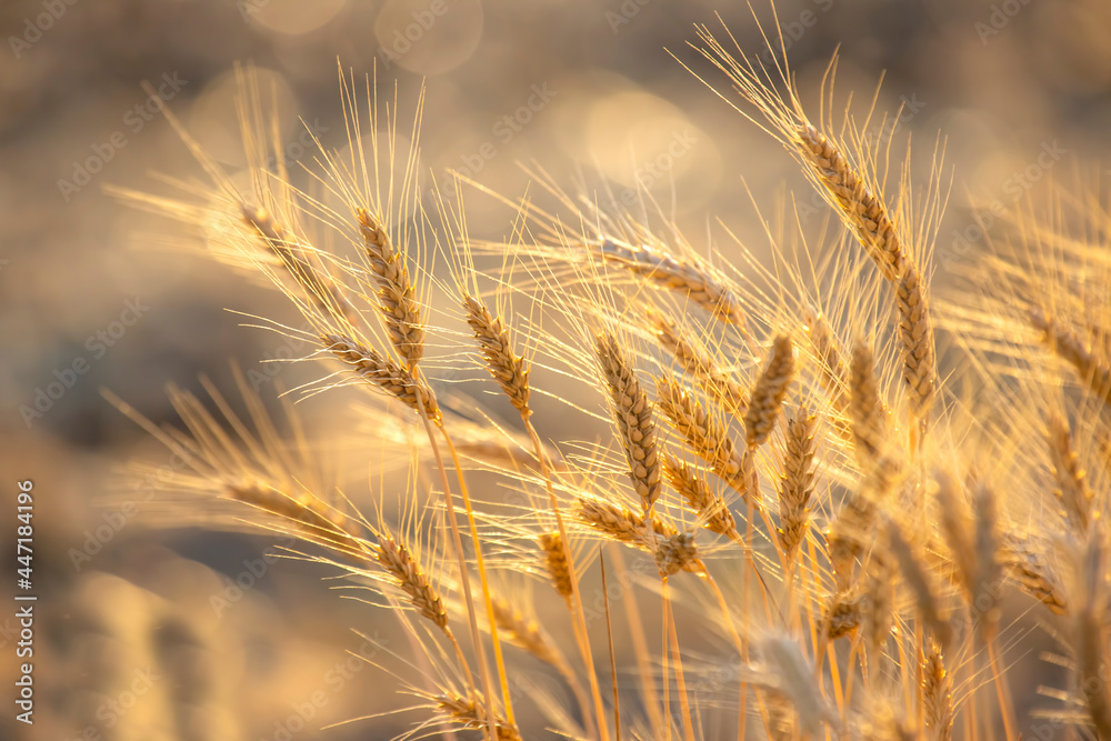 spikelets of wheat on the field close-up in sunbeams. agriculture and agroindustry spikelets of wheat on the field close-up in sunbeams. agriculture and agroindustry