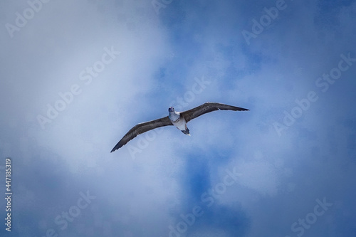 Sea birds flying over the North Pacific Ocean. The background is blue sky and white clouds.