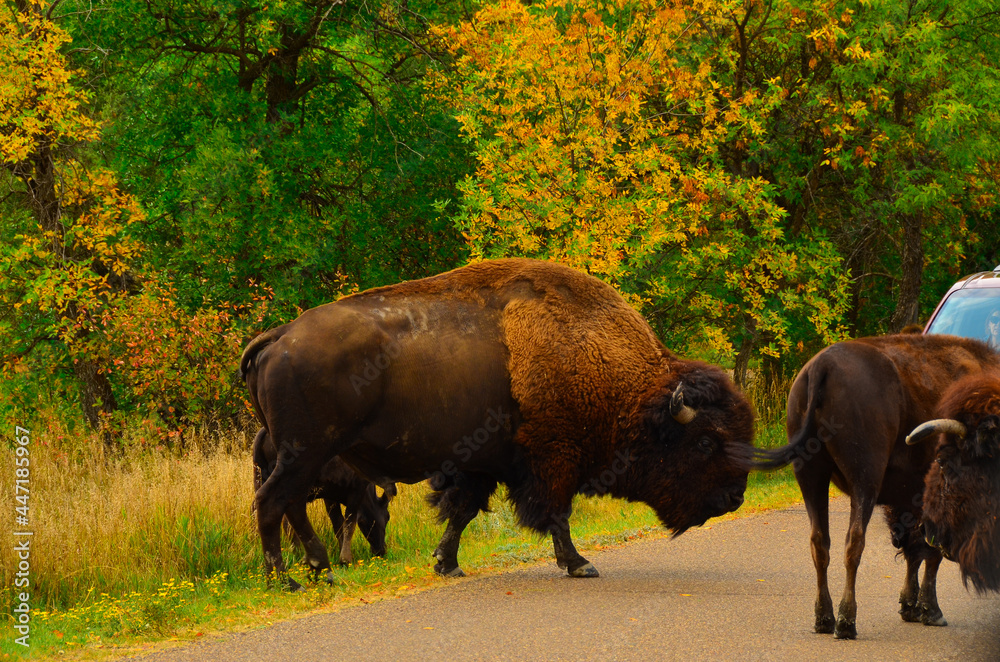 Wild buffalo roam free and graze within Theodore Roosevelt national park in western North Dakota.
