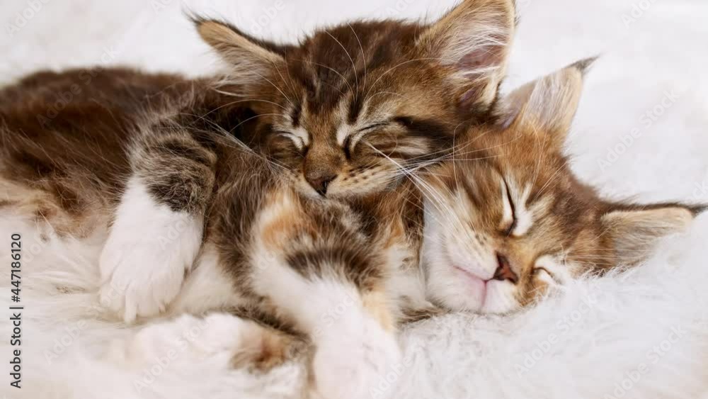4k Gray Striped Kitten Sleeping. Kitty Sleeping on a Fur White Blanket. Baby Cat Sleeping. Concept of Adorable Cat Pets. High quality 4k footage 4k Gray Striped Kitten Sleeping. Kitty Sleeping on a Fur White Blanket. Baby Cat Sleeping. Concept of Adorable Cat Pets. High quality 4k footage