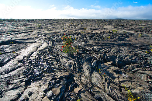 There are some vigorous plants on the black lava geology. View of Volcanoes National Park, Lcated on the Big Island of Hawaii, USA. June 2019. photo