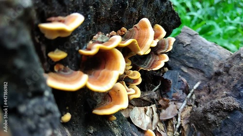 Orange mushrooms on a tree on a forest background, close-up.