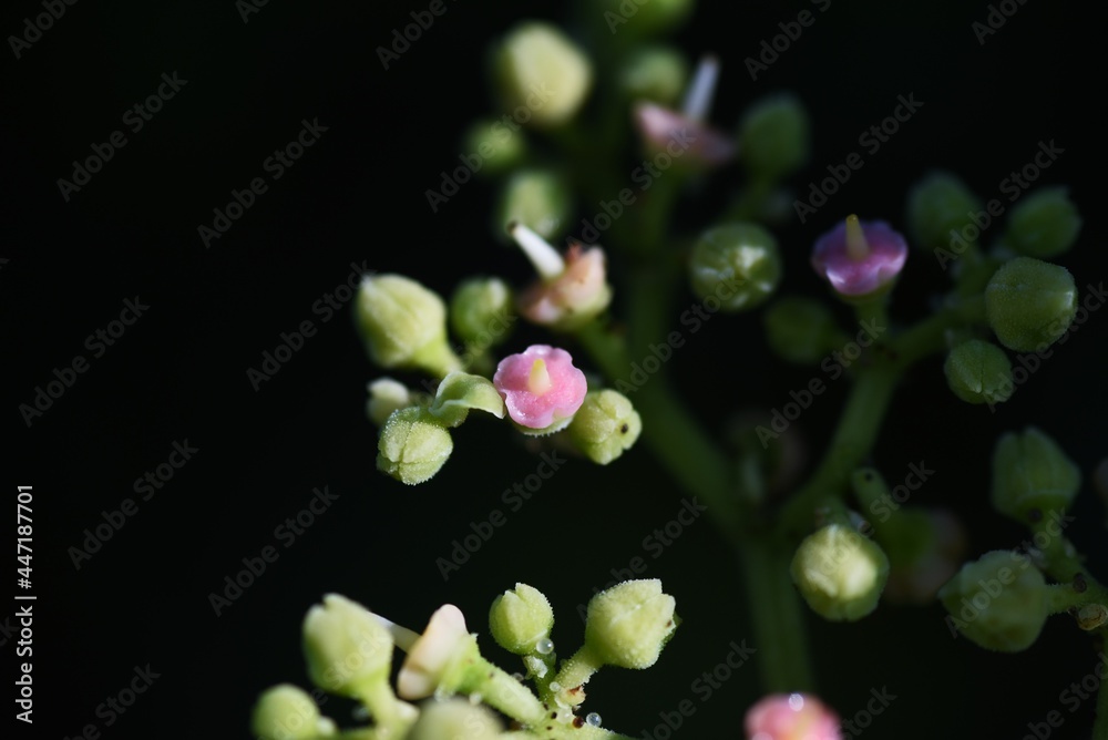 Bushkiller flowers. Vitaceae vine weed.
Bushkiller flowers. Vitaceae vine weed.