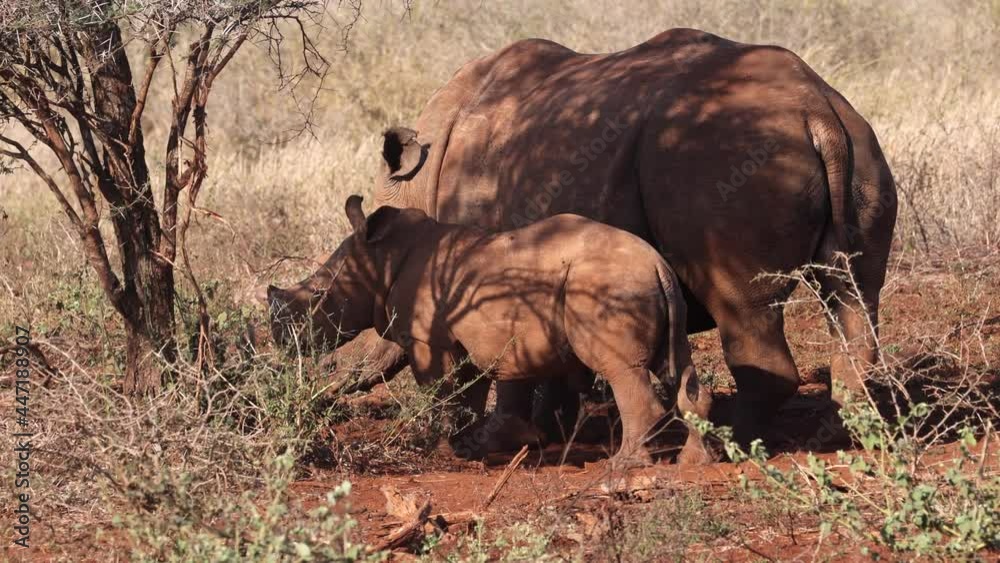 Cute baby joins mom White Rhinoceros in shade of tree in evening light Cute baby joins mom White Rhinoceros in shade of tree in evening light