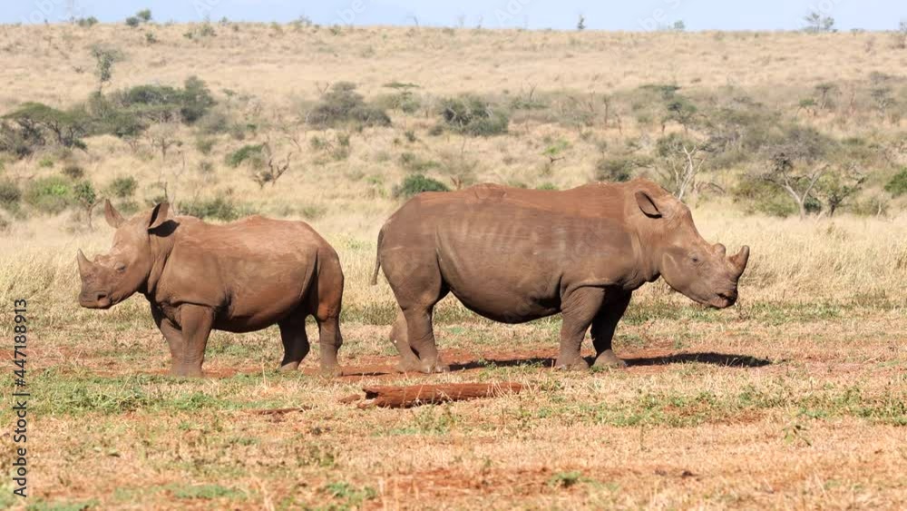 Adult and juvenile white rhinos stand together in golden morning light Adult and juvenile white rhinos stand together in golden morning light