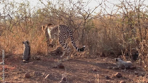 Cheetah mother with cute young cubs explores tall savanna grass photo