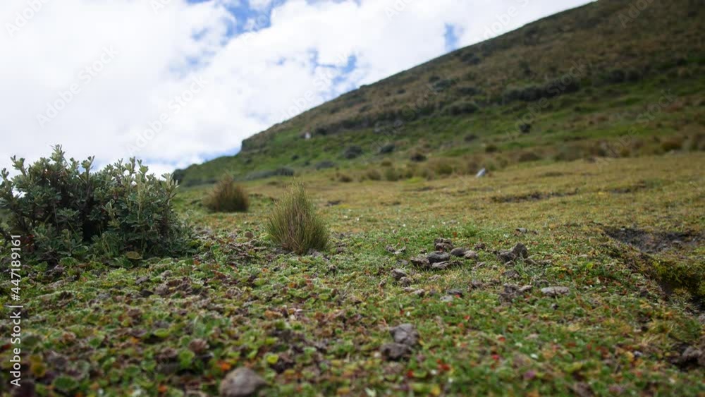 typical landscape of the equator paramo a country in South America typical landscape of the equator paramo a country in South America