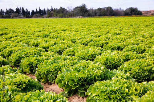 Photography Closeup of green escarole (broad-leaved endive) on large plantation in sunny day