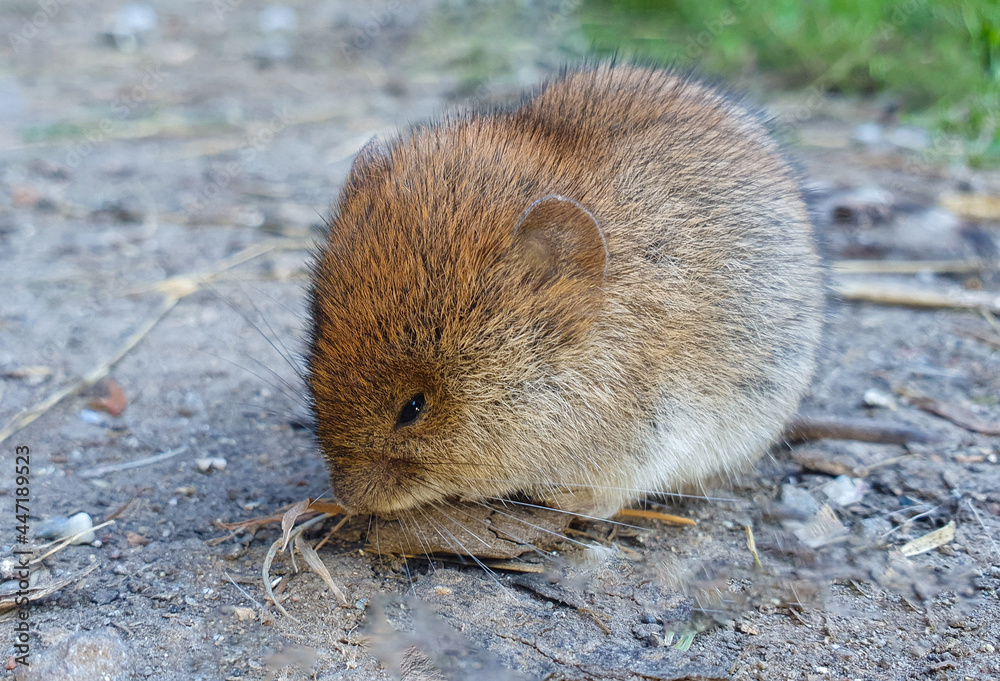 A mouse sleeping on the ground A mouse sleeping on the ground