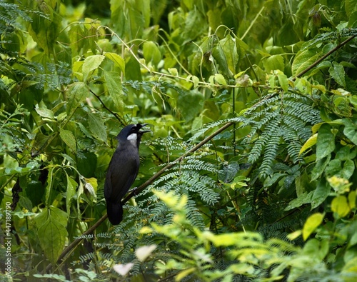 Black throated laughingthrush bird on a grass