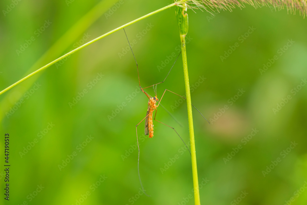 Nephrotoma appendiculata, spotted cranefly Nephrotoma appendiculata, spotted cranefly