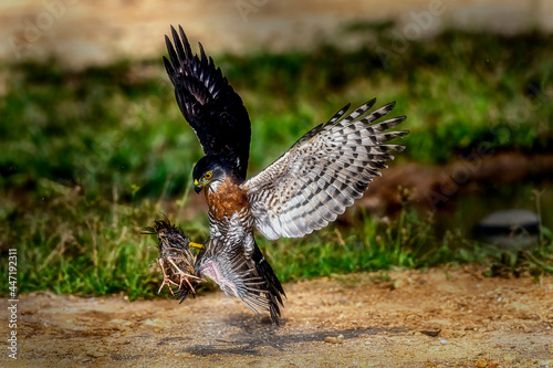his crested goshawk with the scientific name of Accipiter Trivirgatus grabed its prey, quail, on the ground with bokeh background