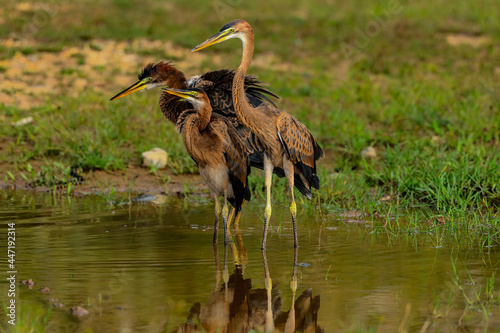 Group of Purple Heron birds with scientific name of Ardea purpurea are standing on the little puddle, waiting for little fish in it.