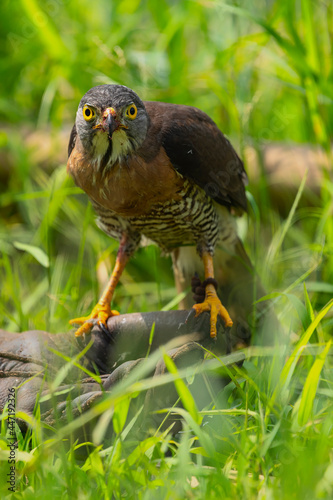 Crested Goshawk with scientific name of Trivirgatus grapped is standing on the glove, curiously looking to photographer while he took his picture