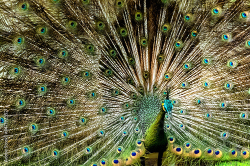 this lovely male peacock with scientific name of Pavo muticus  shows off his beautiful feathers to his near couple to draw her attention