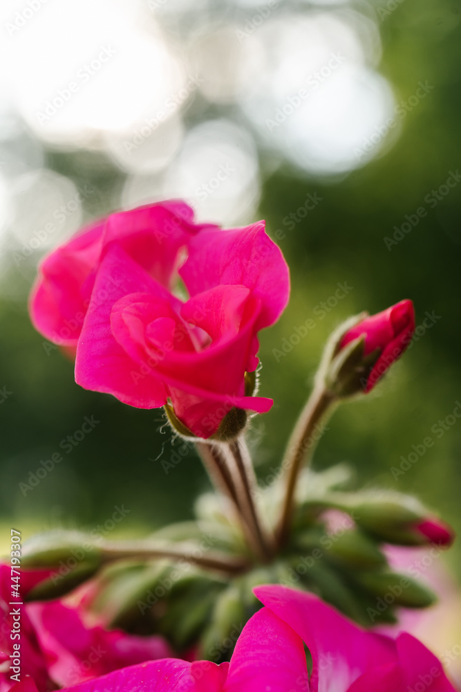 Purple Pelargonium zonale flower on a natural green background.