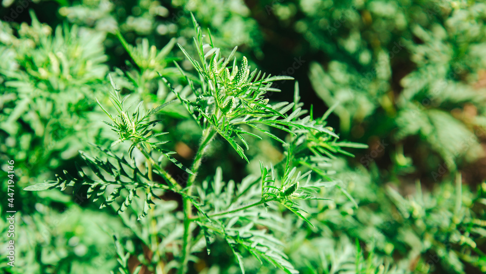 Ragweed plant allergen, toxic meadow grass. Blooming ambrosia bush. Allergy to ragweed ambrosia . Blooming pollen artemisiifolia is danger allergen in the meadow. Long web banner