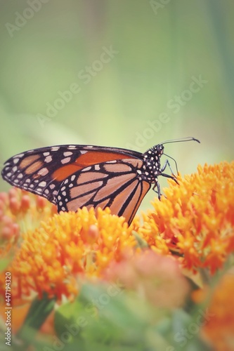 Monarch Butterfly © David